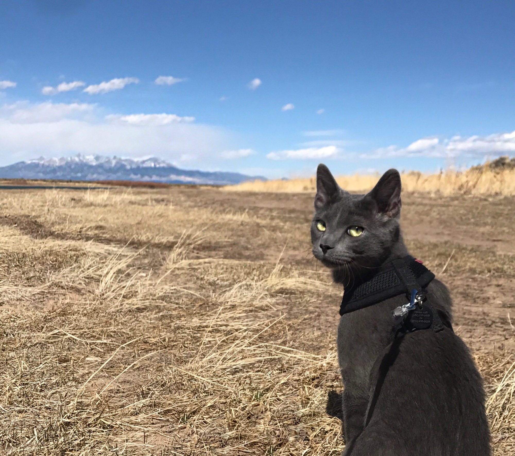 gray cat in harness looks at camera with mountains in the background