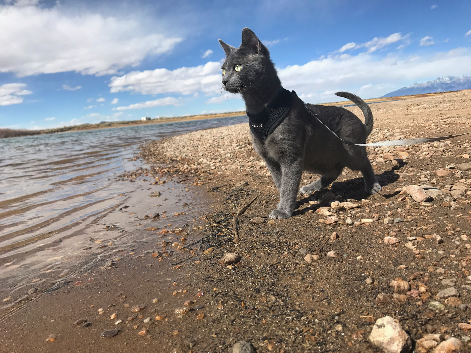 gray cat on harness approaches water