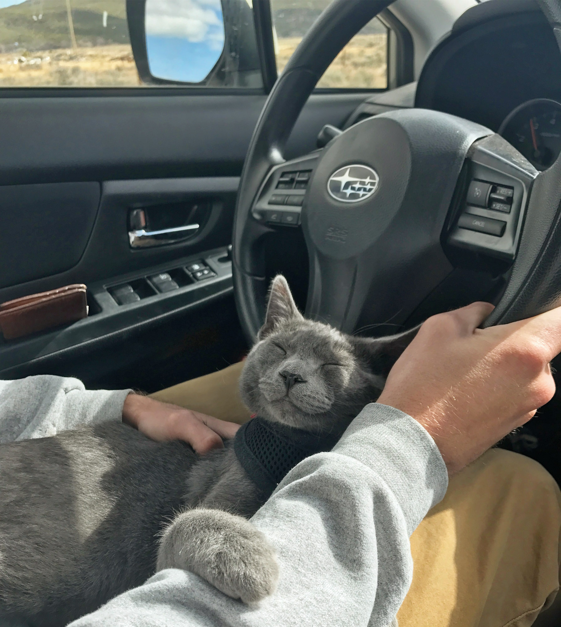 cat in harness takes a nap in a Subaru