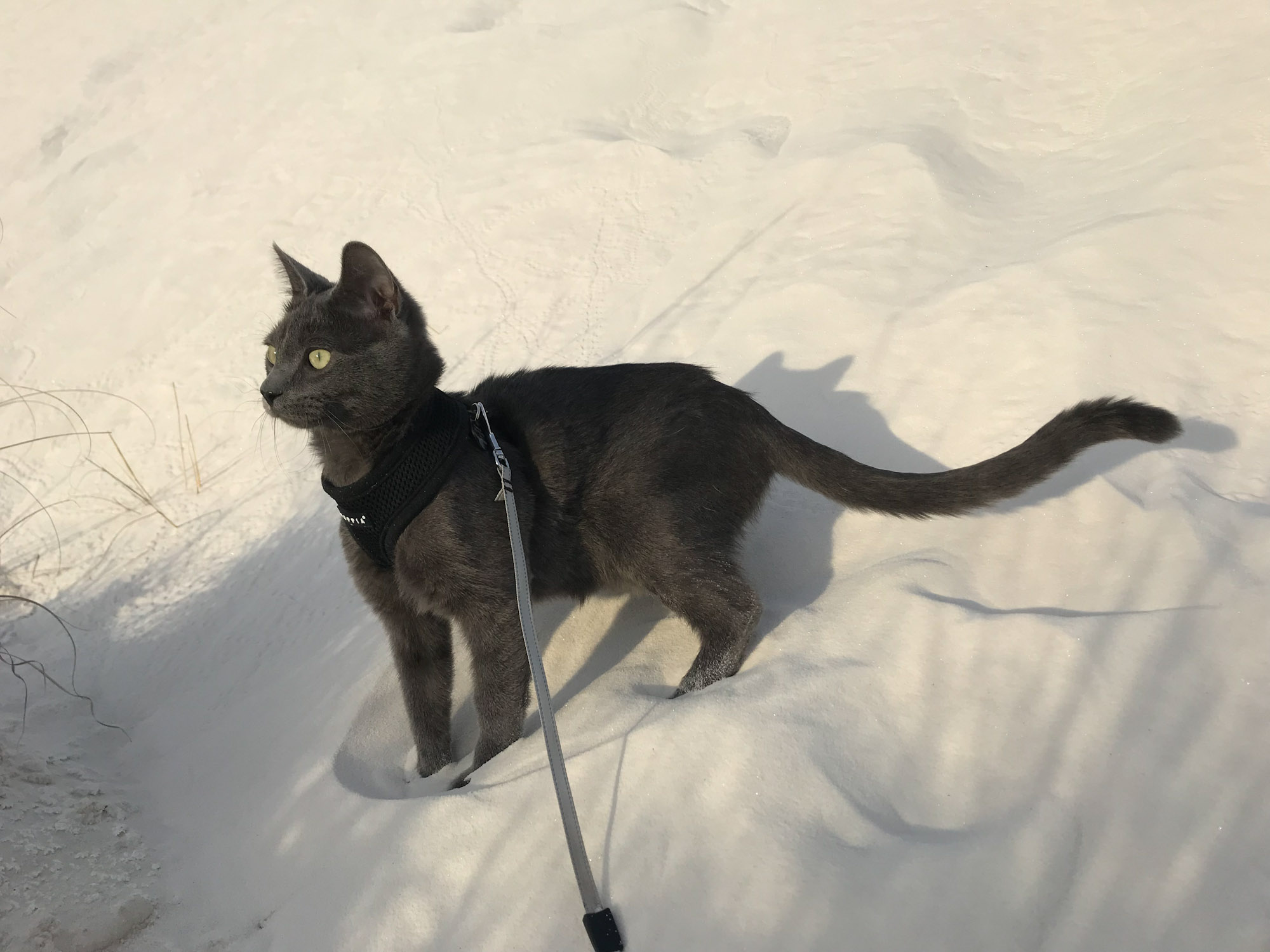 gray cat in harness on sand dune