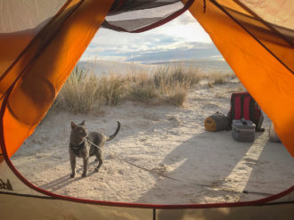 Walt the adventure cat outside of tent in desert