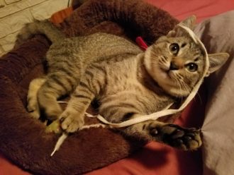 Pigeon the kitten playing with a shoelace