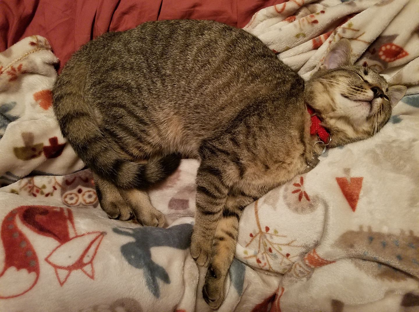 Pigeon the tabby kitten naps on the bed