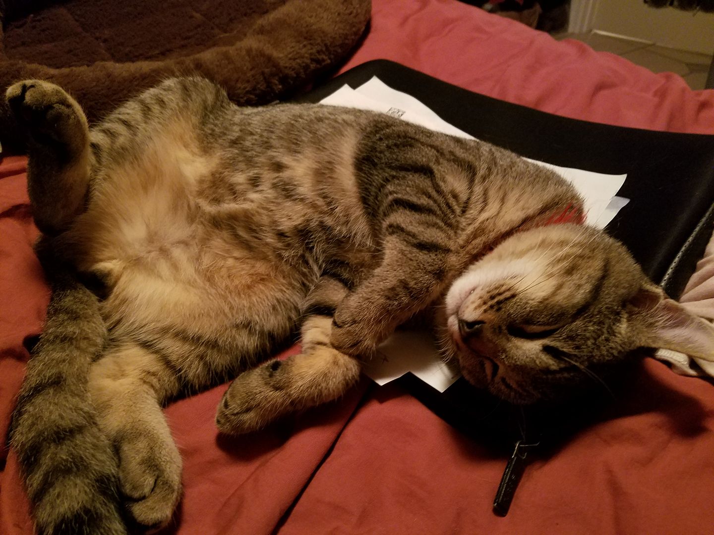 Pigeon the kitten takes a catnap atop papers