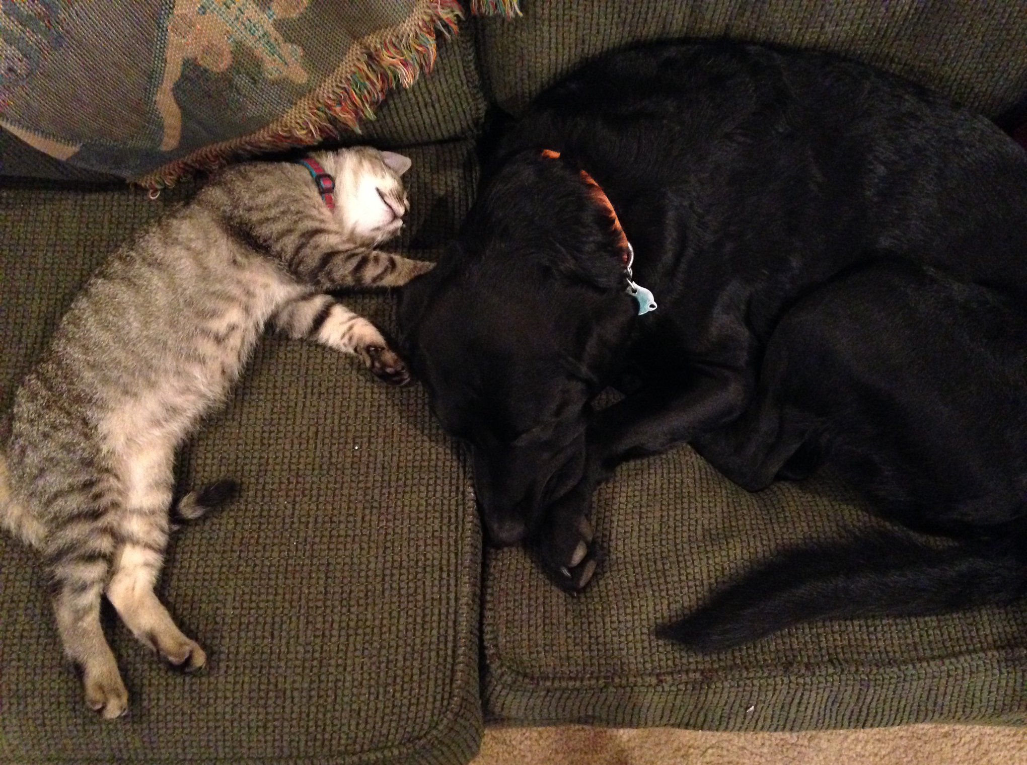 tabby cat and black dog nap together on couch