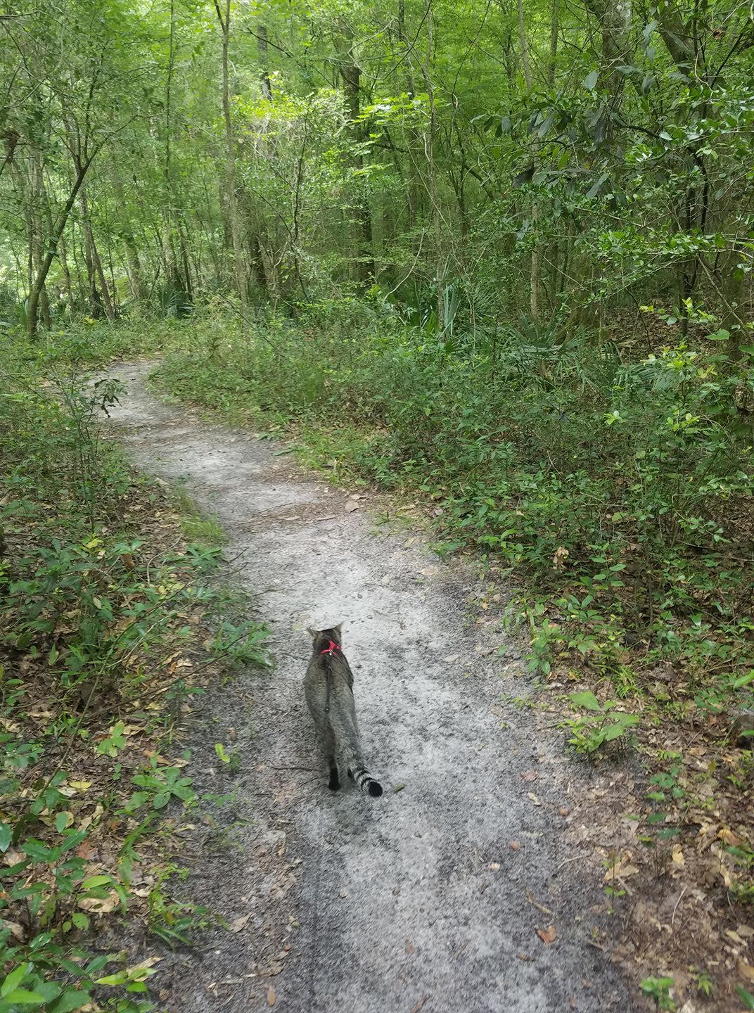 Pigeon the cat hiking on a trail