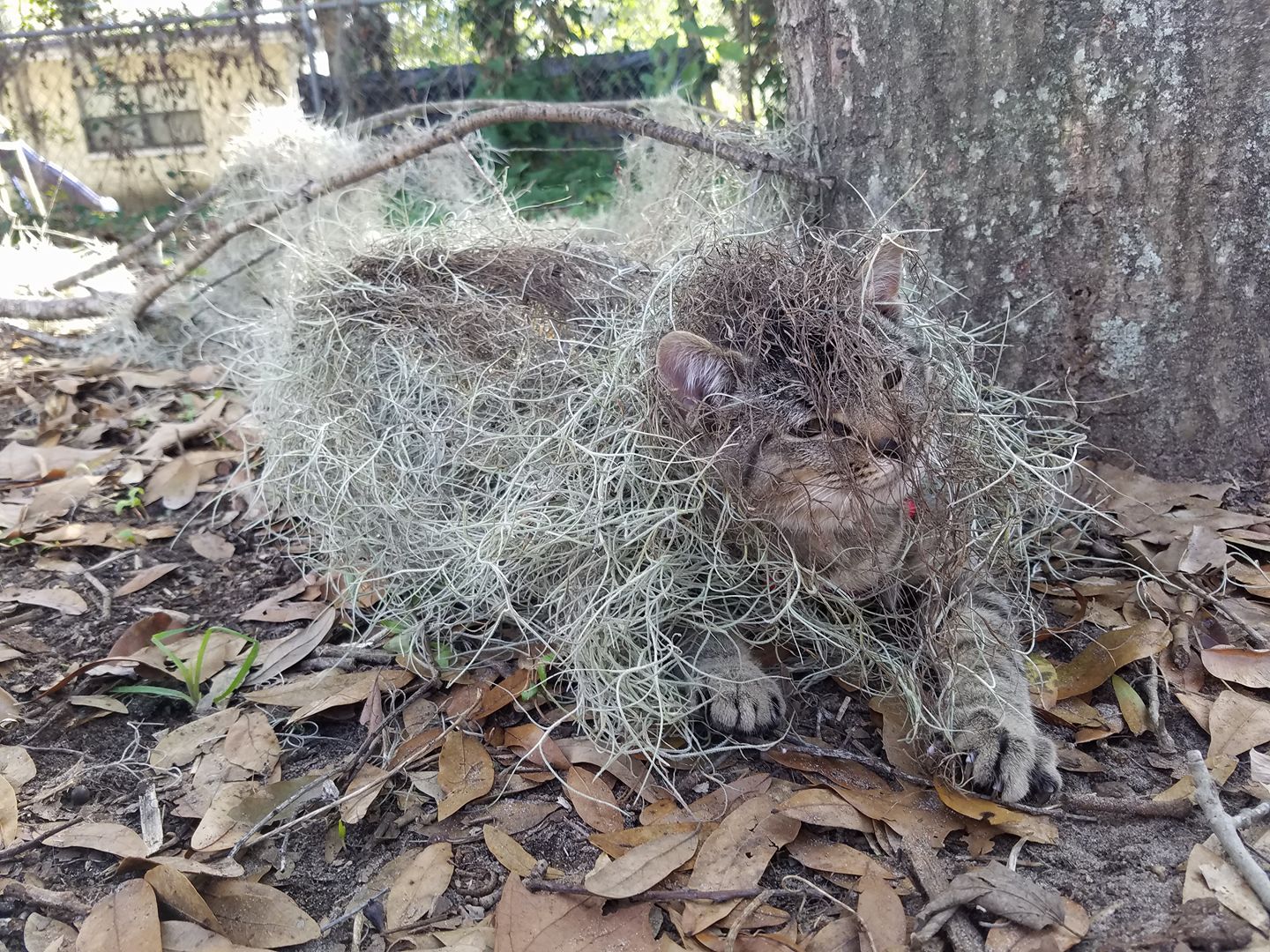 Pigeon the cat tries to camouflage in some moss.