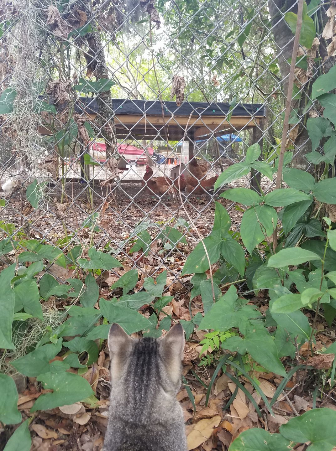 Pigeon the cat watching chickens