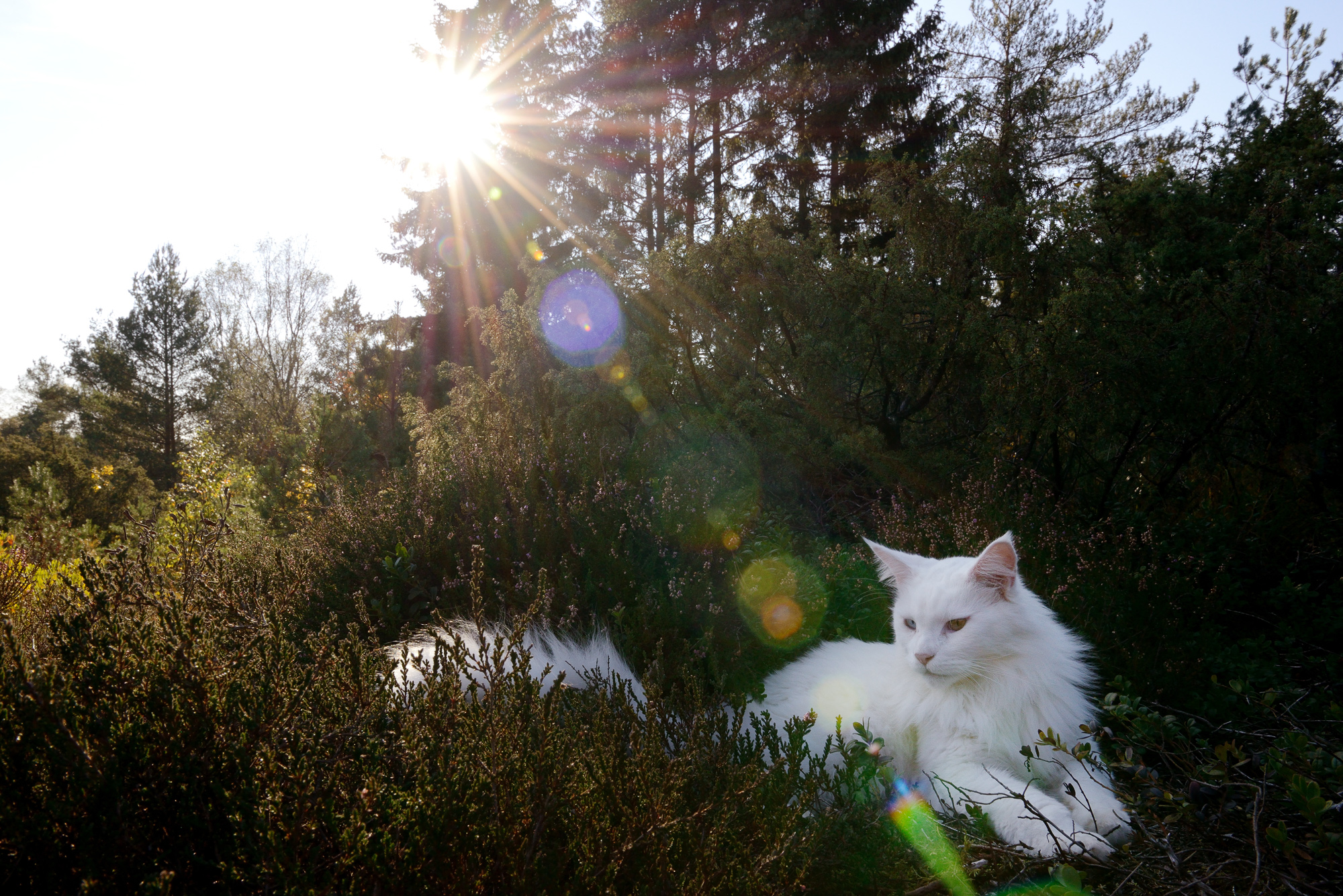 Cezar enjoys sunny naps in the grass. (Photo: Joi Grinde)