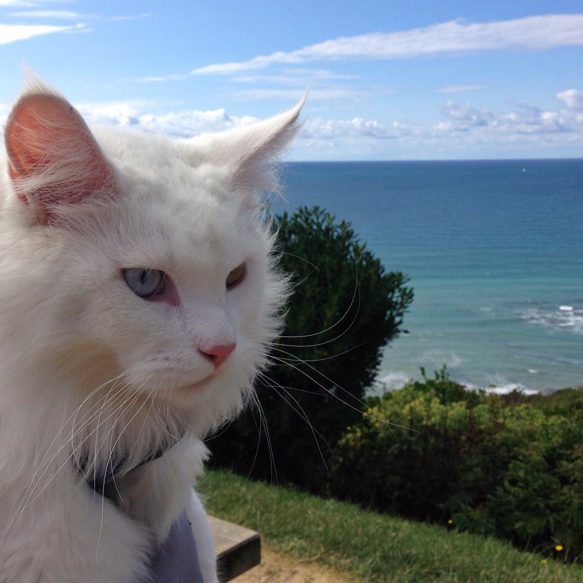 Cezar ruled France on a trip in 2015. (Photo: Instagram/@cezars.crew)