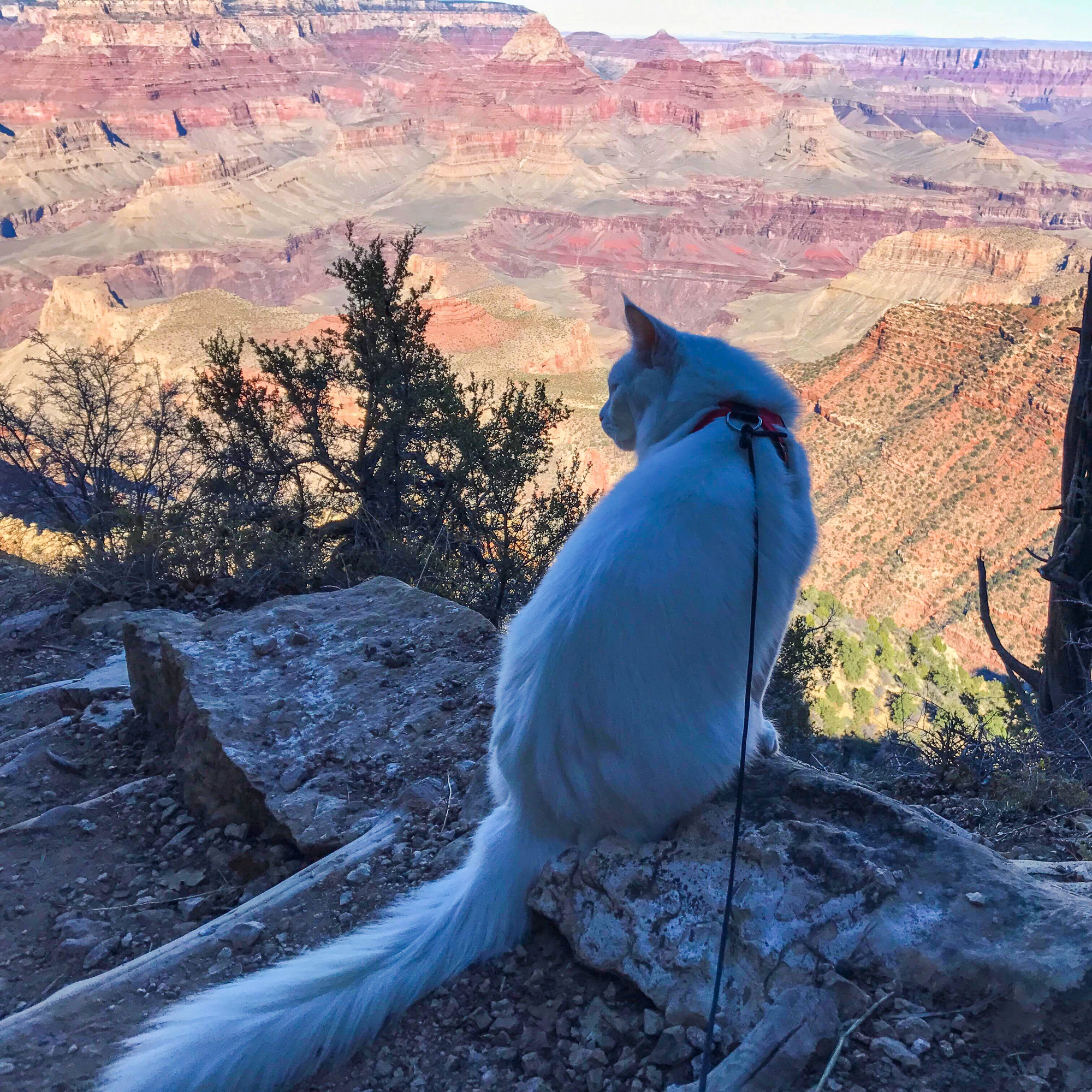 Everything the light touches belongs to Cezar. (Photo: Instagram/@cezars.crew)