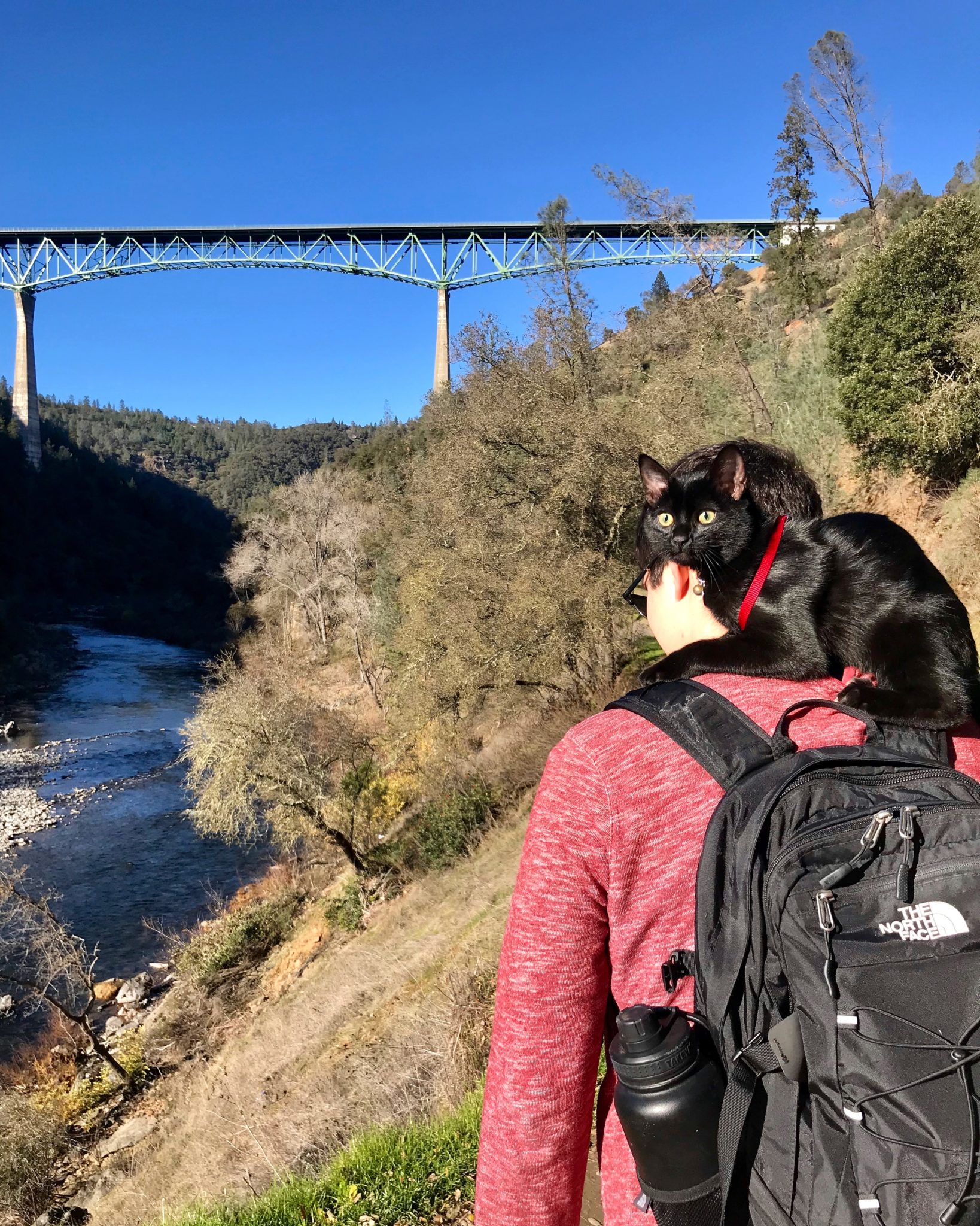 black adventure cat rides on person's shoulder