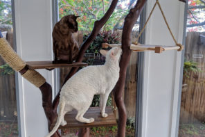 DIY cat tree made from found wood
