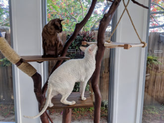 DIY cat tree made from found wood