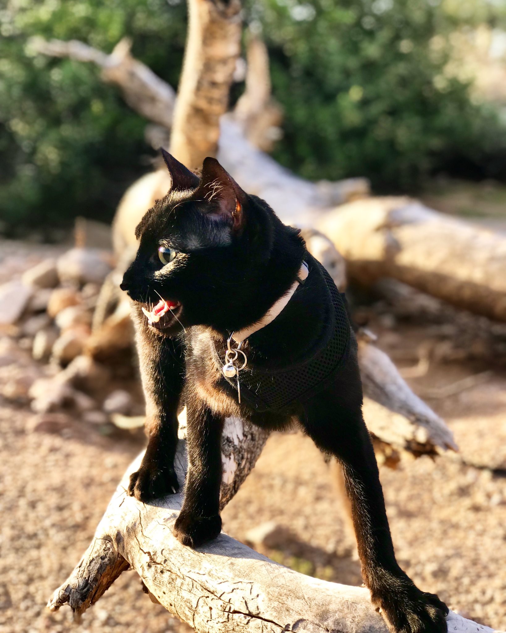 Cash the adventure cat meows in desert