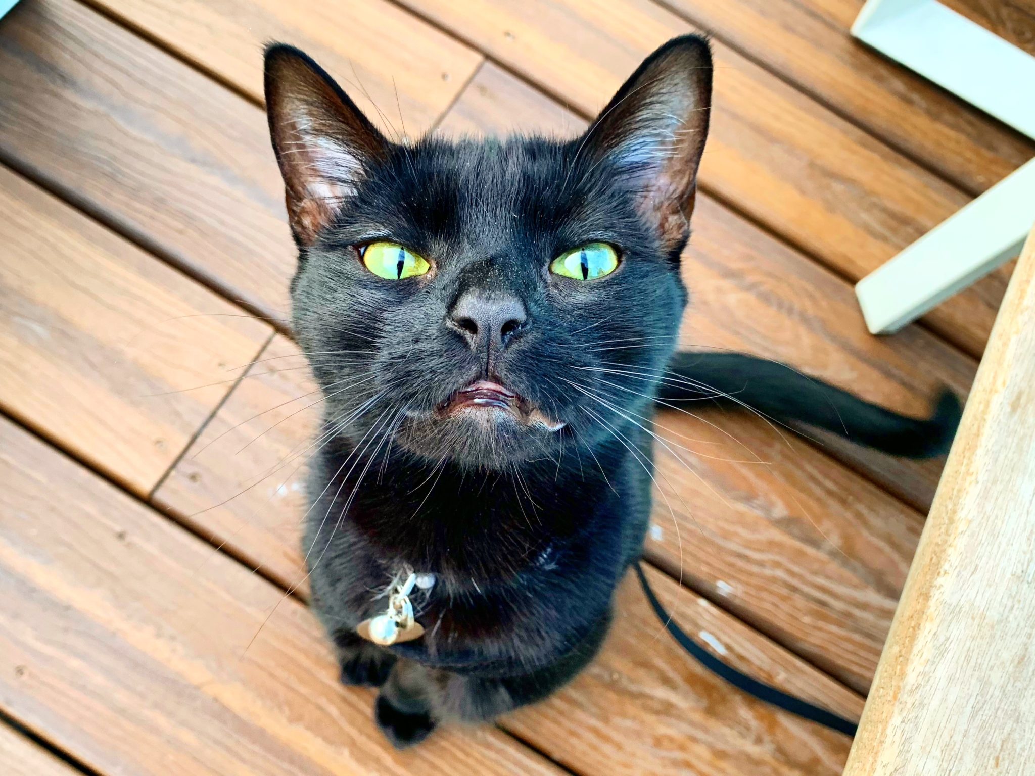 close-up of Cash sniffing at camera