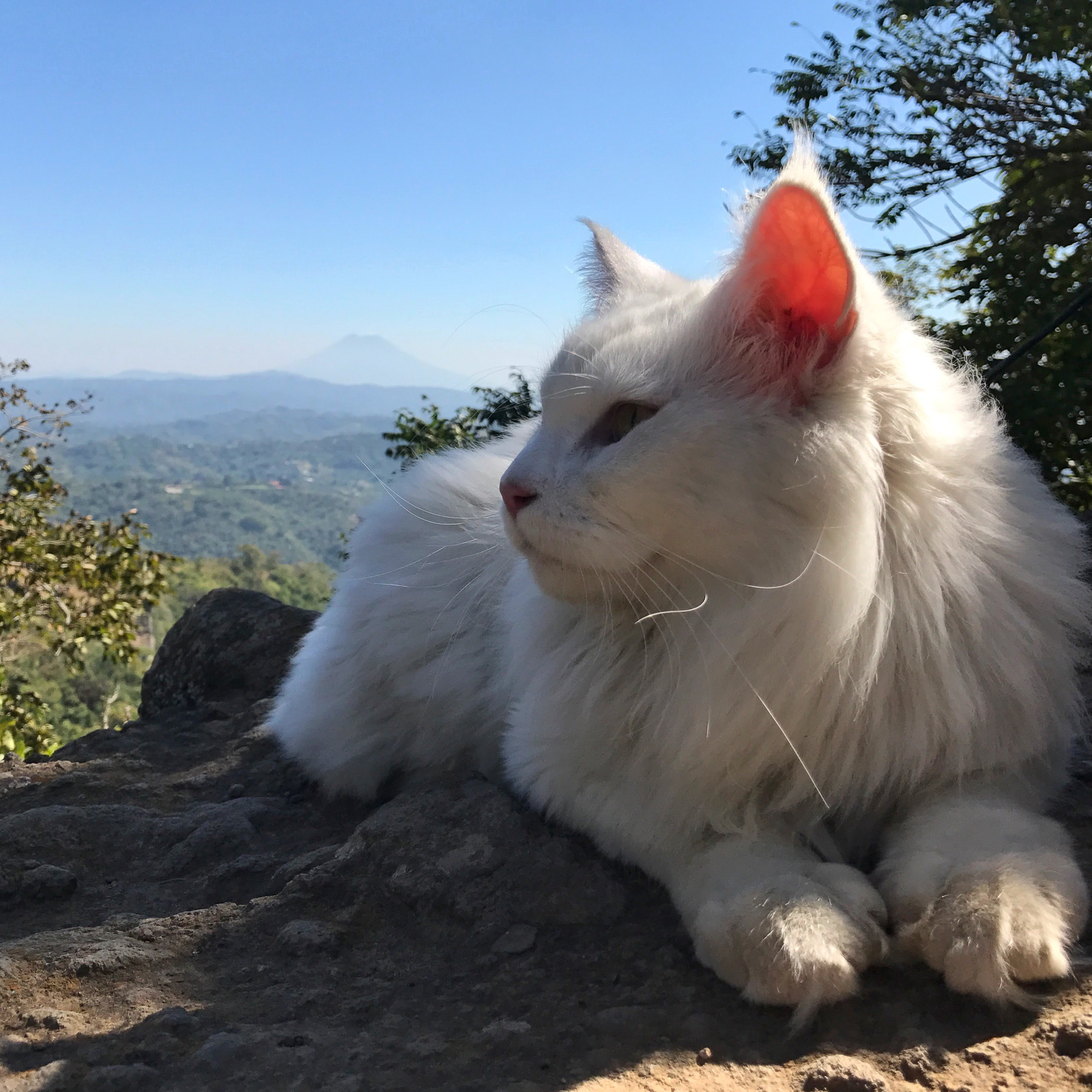 Cezar relaxes in San Salvador, El Salvador. (Photo: Instagram/@cezars.crew)