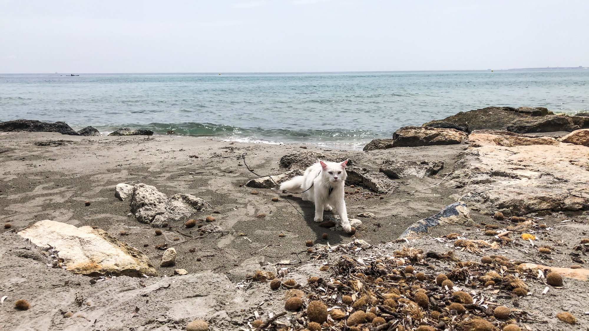 Cezar is a large Maine Coon who enjoys long walks on the beach. (Photo: Instagram/@cezars.crew)