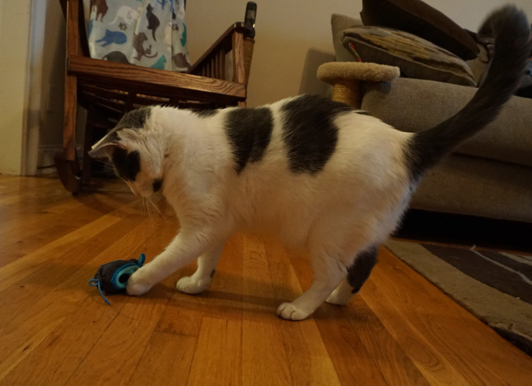 cat plays with Doc & Phoebe's Indoor Hunting Cat Feeder