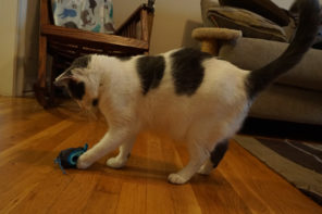 cat plays with Doc & Phoebe's Indoor Hunting Cat Feeder