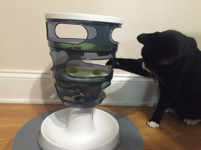tuxedo cat playing with puzzle feeder to get cat treats
