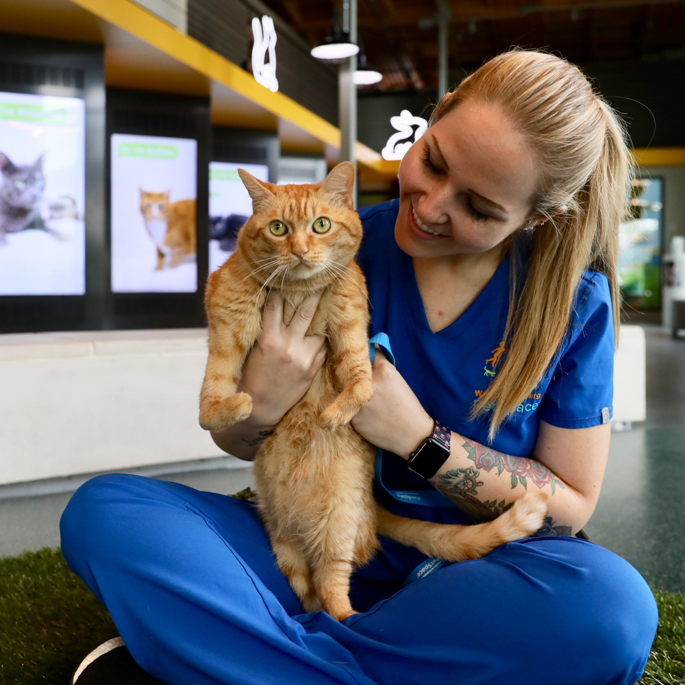 Vet tech holds orange cat