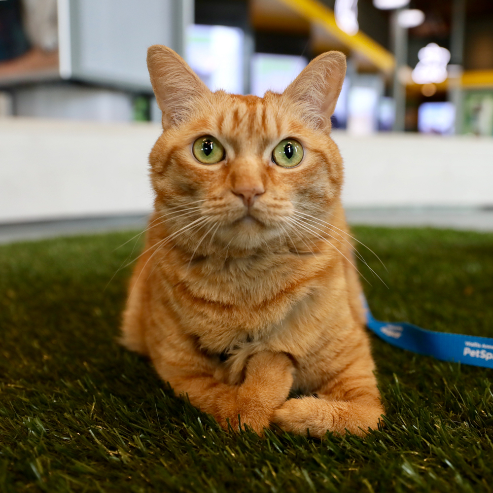 Sweet sol walks on a leash at Annenberg PetSpace. 