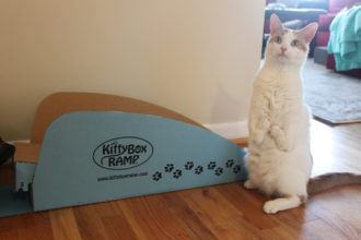 Disabled cat with litter box ramp