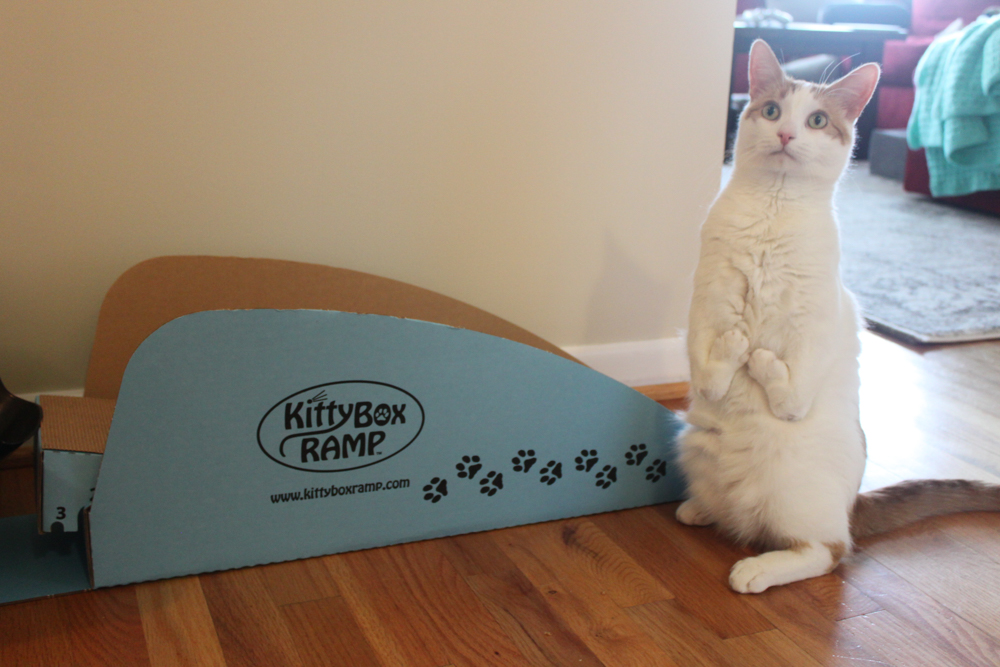 Disabled cat with litter box ramp