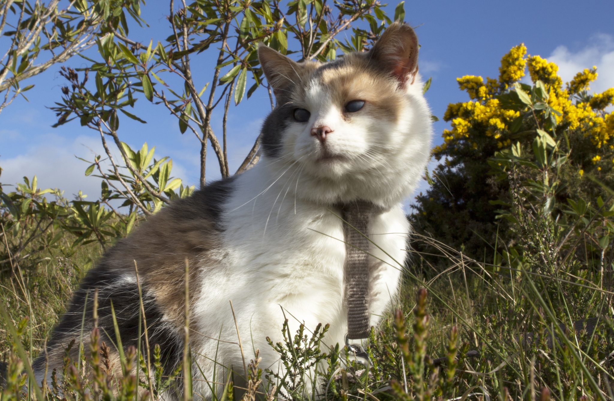 Stevie proves you don't need eyesight to enjoy the great outdoors.