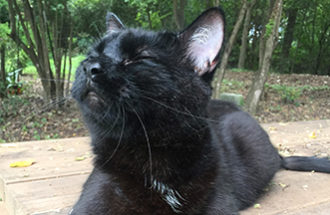 Figaro the cat enjoys fresh air while out on his leash
