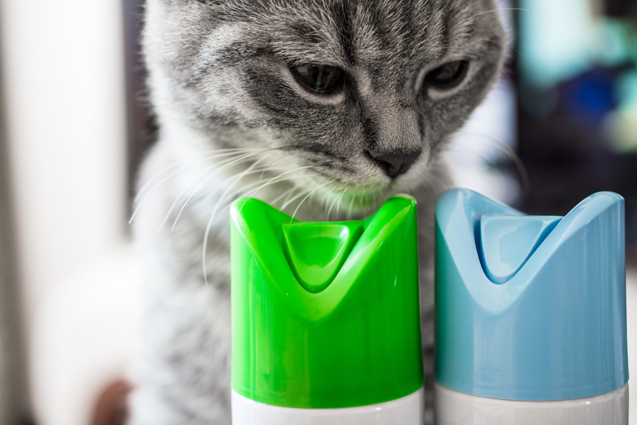 Cat is sniffing cylinder of air freshener. Two cylinders with blue and green caps.
