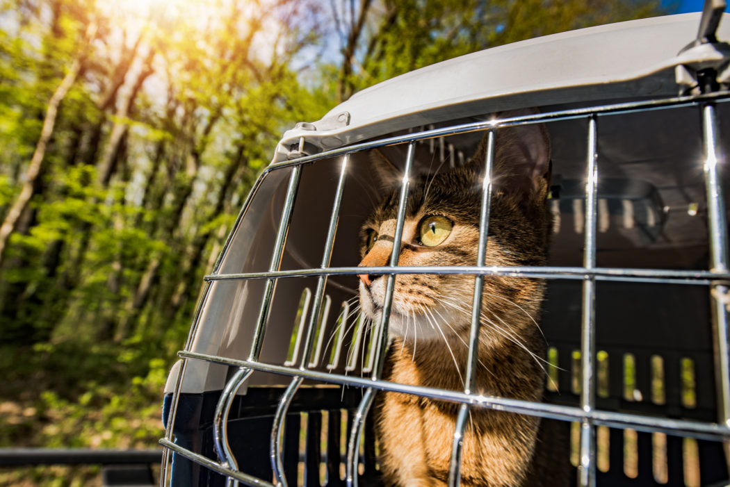 tabby cat being transported outside in carrier
