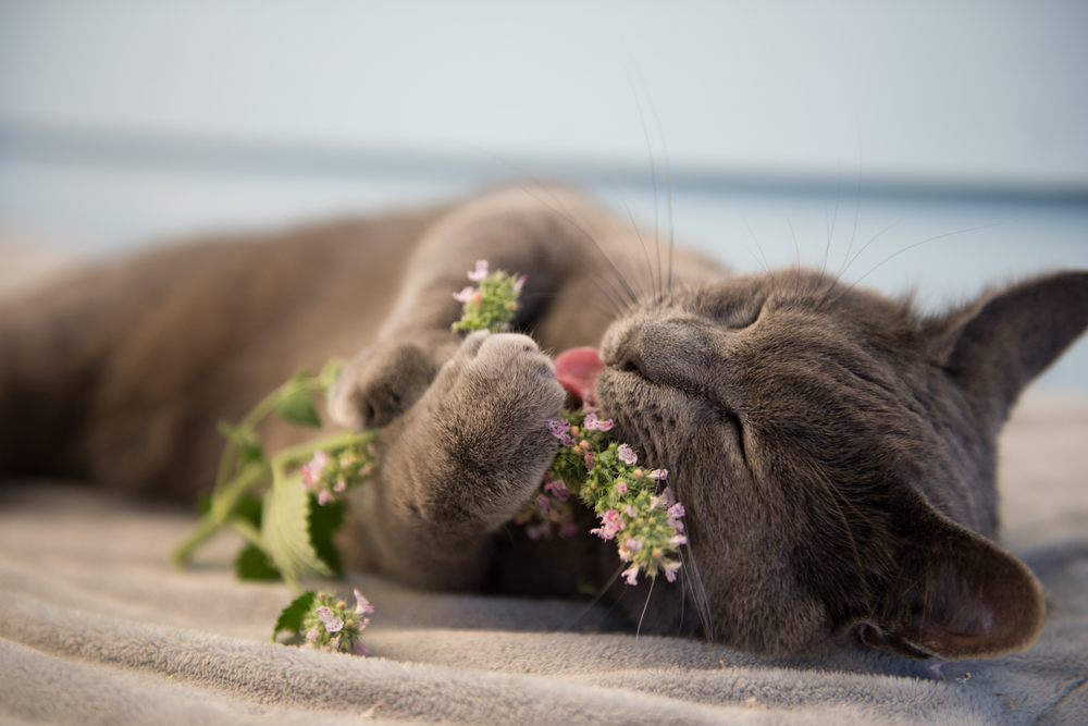 gray cat licking fresh catnip