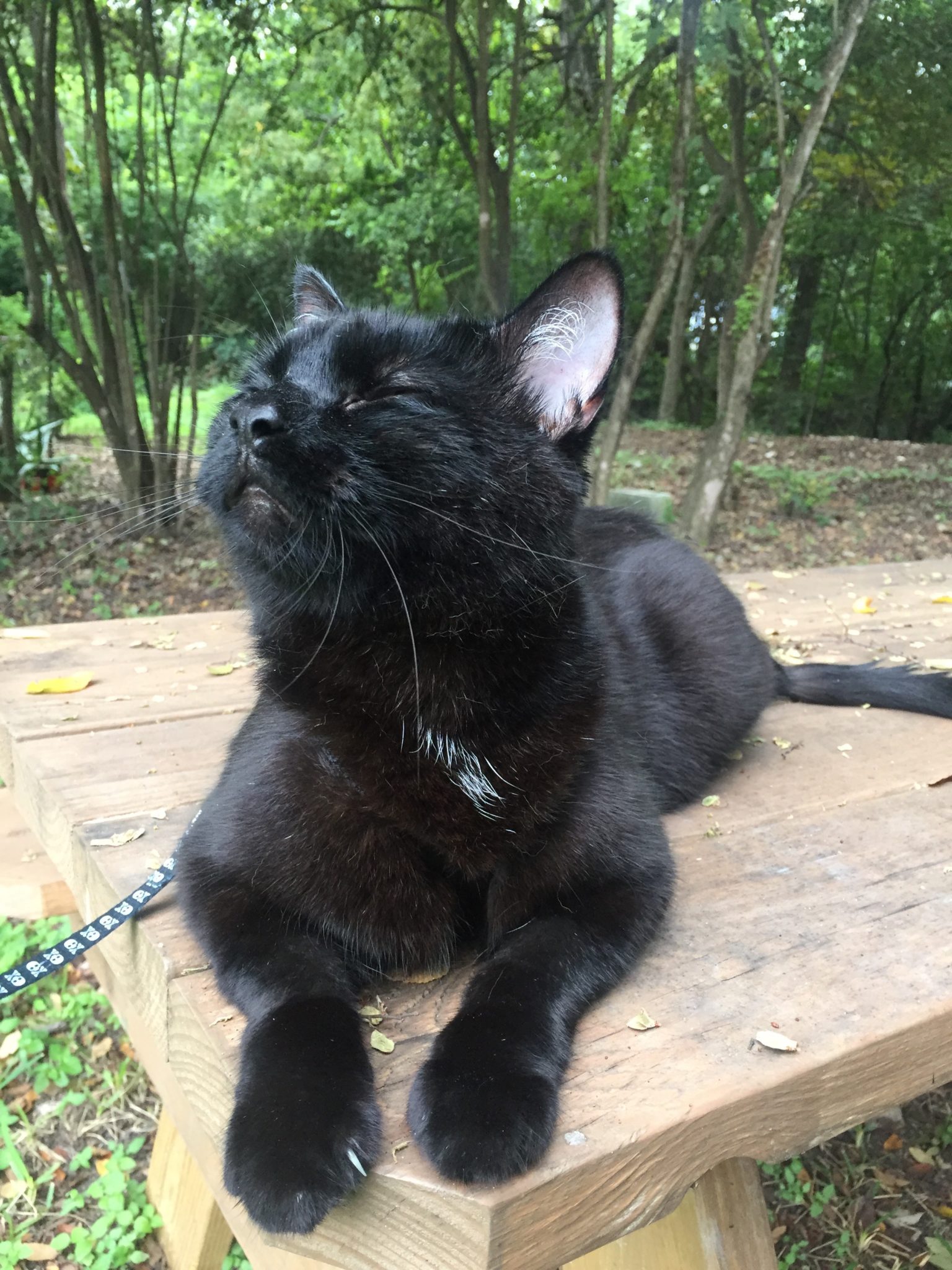 Figaro the cat sits on picnic table and sniffs fresh air