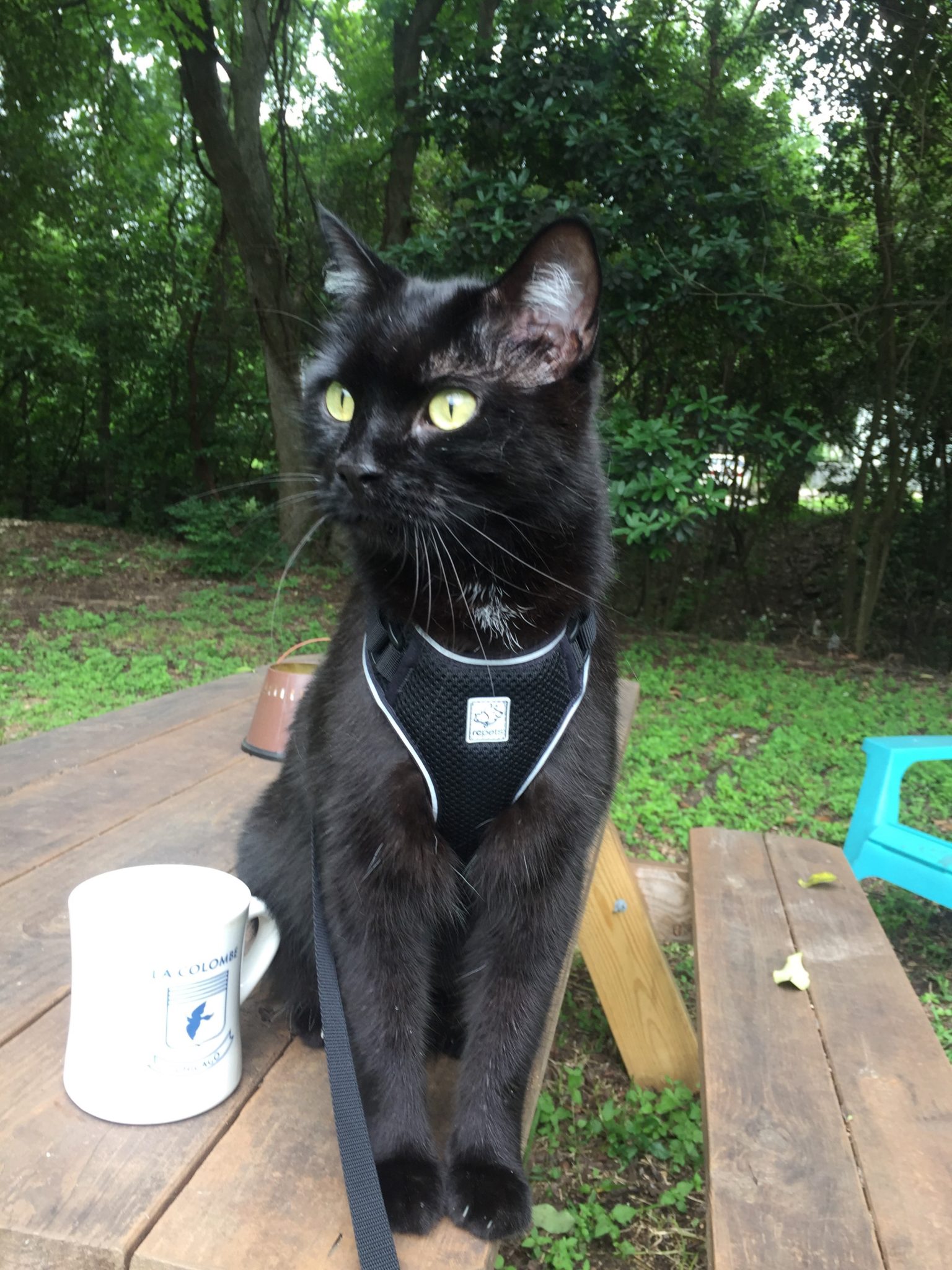 Figaro sits on picnic table in his harness beside coffee mug