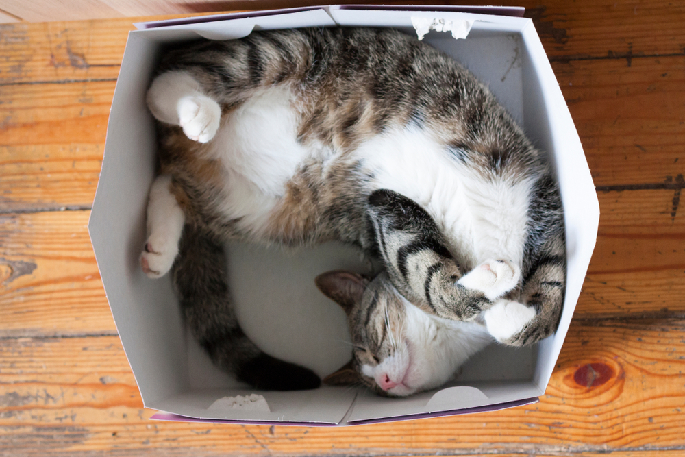 happy tabby cat curled up in cardboard box