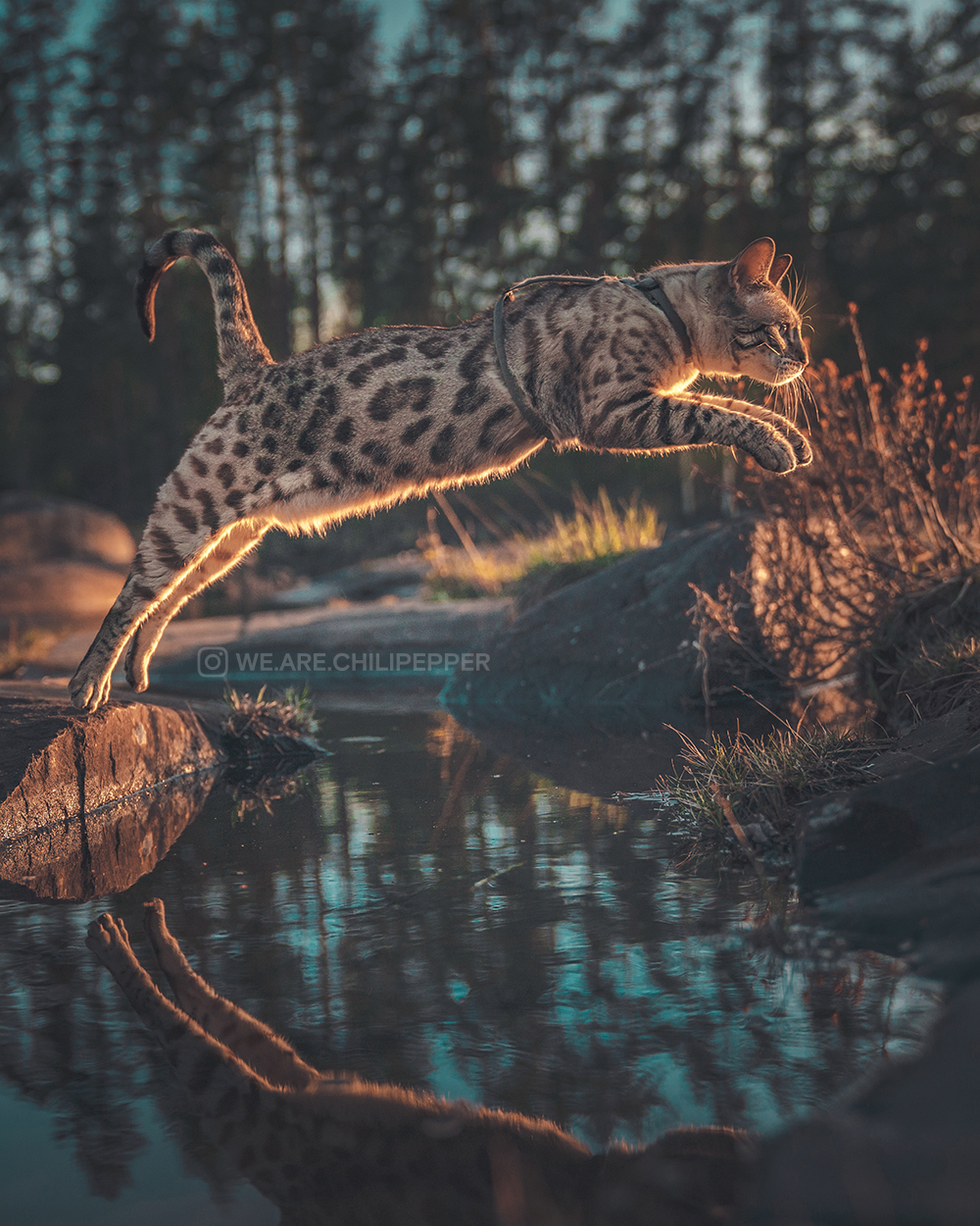 cat jumping over water