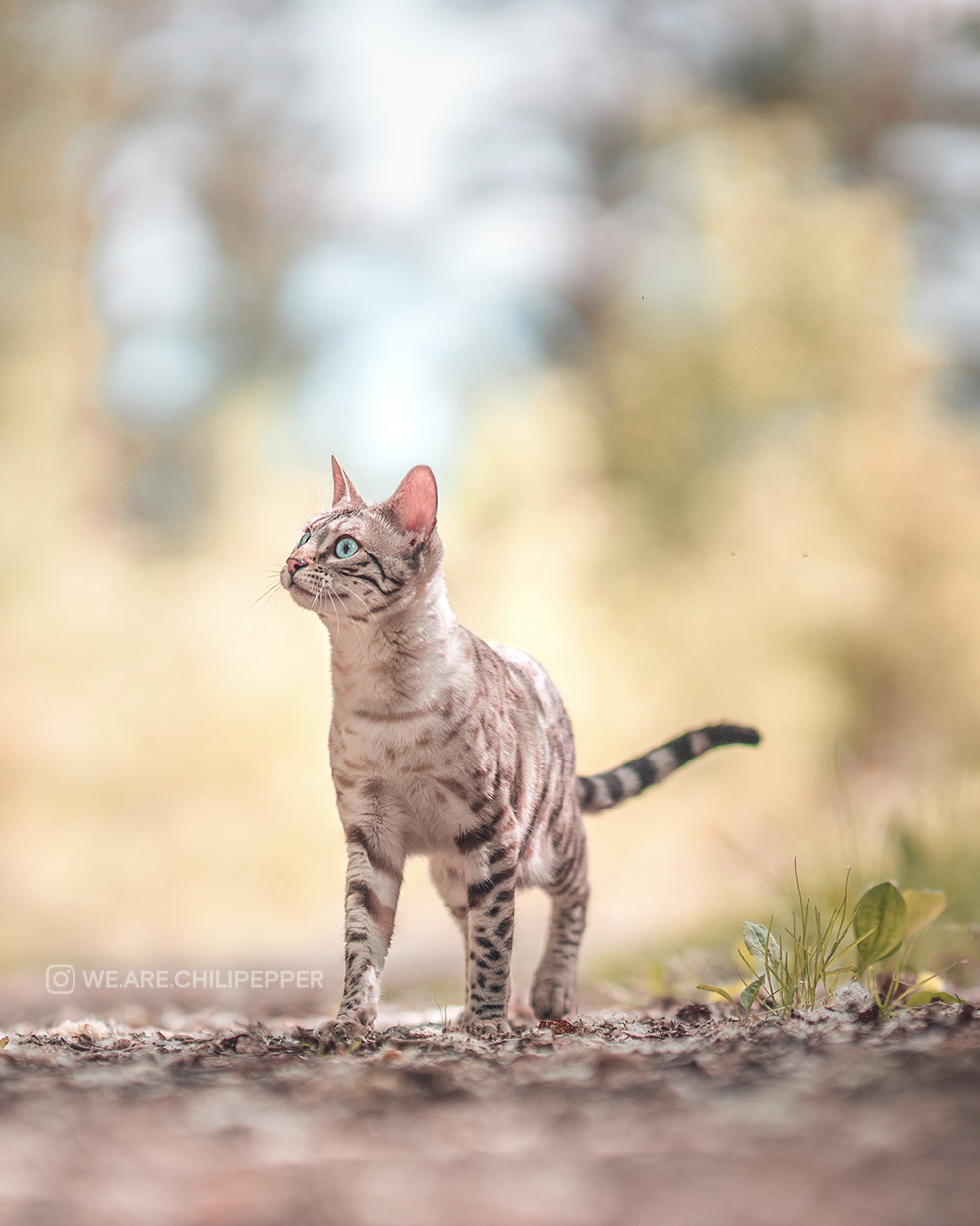 A cat in the outdoors