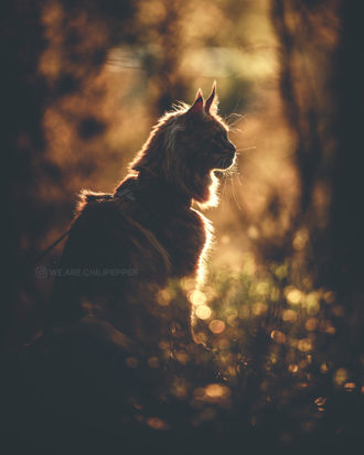 cat in profile outside