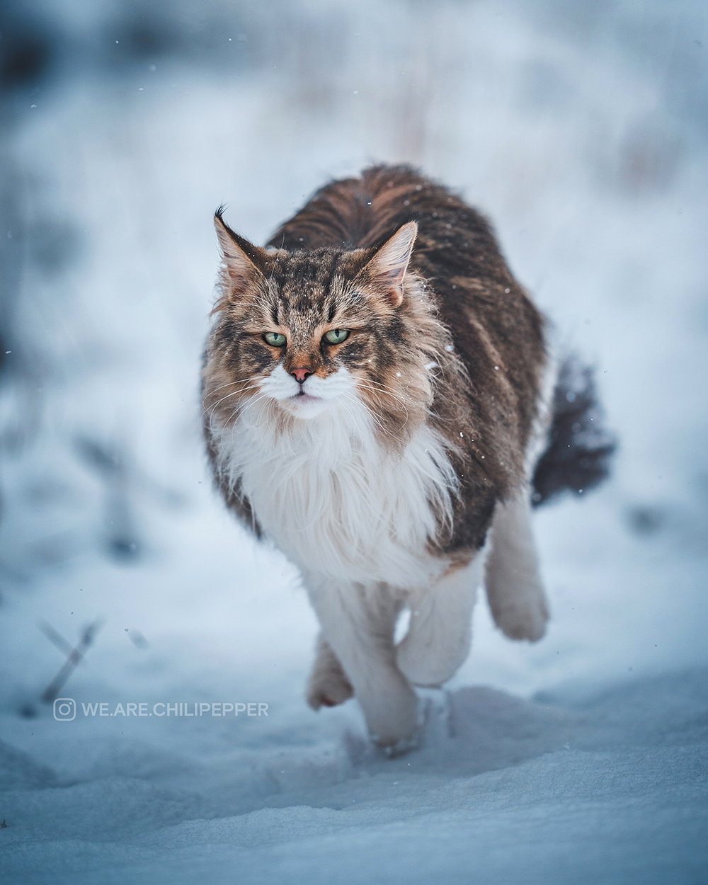 Pretty cat in snow
