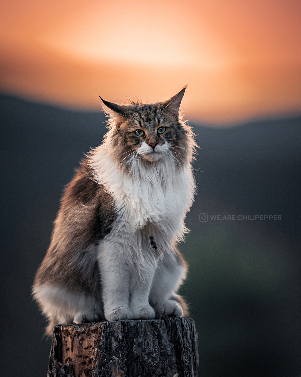 cat at sunset