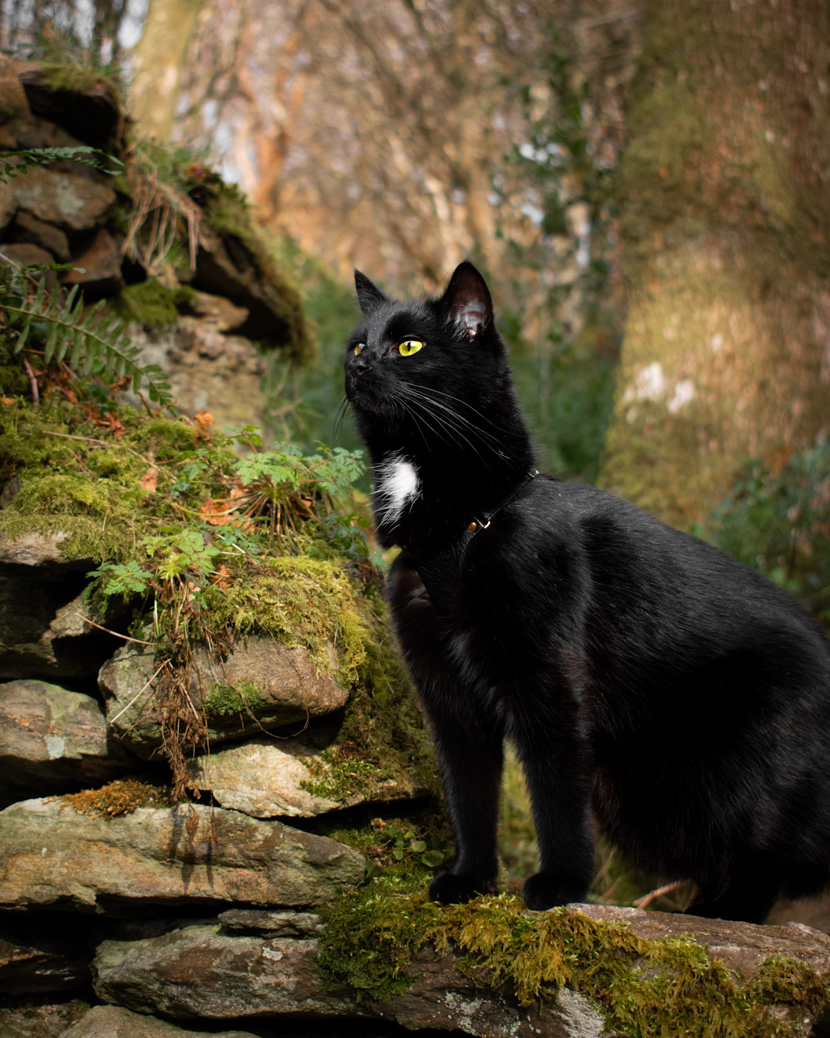 Explore Ireland with the 'Meowjestic' Mila – Adventure Cats