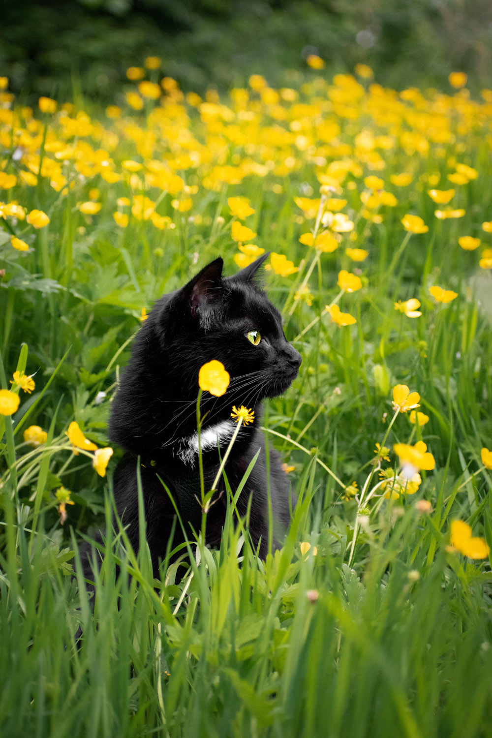 Mila yellow flowers